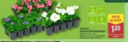 ALDI Gardenline Sadzonki roślin oferta