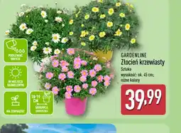 ALDI Gardenline Złocień krzewiasty oferta