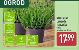 ALDI Gardenline Lawenda francuska oferta