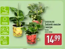 ALDI Gardenline Sadzonki owoców i warzyw oferta
