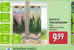 ALDI Gardenline Trawa pampasowa oferta