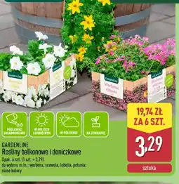 ALDI Gardenline Rośliny balkonowe oferta