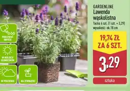 ALDI Gardenline Lawenda wąskolistna oferta