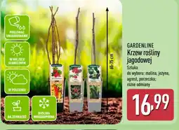 ALDI Gardenline Krzew rośliny jagodowej oferta