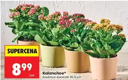 Biedronka Kalanchoe średnica doniczki 10,5 cm oferta