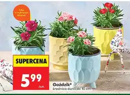 Biedronka Goździk średnica doniczki 10 cm oferta
