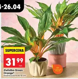 Biedronka Zielistka Green Orange oferta