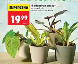 Biedronka Filodendron pnący różne rodzaje oferta