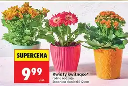 Biedronka Kwiaty kwitnące różne rodzaje oferta