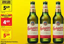 Biedronka Piwo Budweiser Budvar oferta