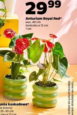 Netto Anturium Royal Red oferta