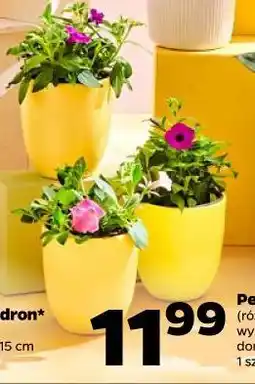 Netto Petunia kaskadowa oferta