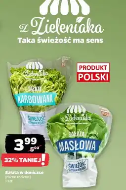 Netto Sałata w doniczce (różne rodzaje) oferta