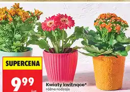 Biedronka Kwiaty kwitnące różne rodzaje średnica doniczki 12 cm oferta