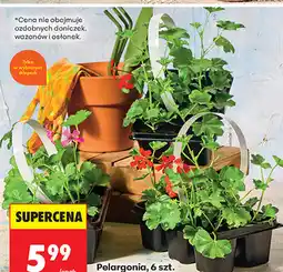 Biedronka Pelargonia, 6 szt oferta