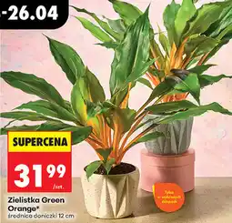 Biedronka Zielistka Green Orange średnica doniczki 12 cm oferta