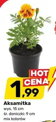 Bricomarche Aksamitka oferta