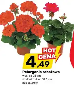 Bricomarche Pelargonia rabatowa oferta