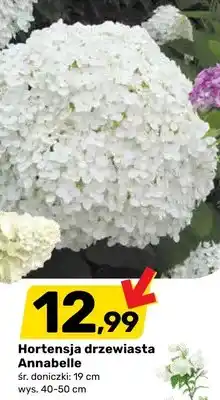 Bricomarche Hortensja drzewiasta Annabelle oferta