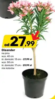Bricomarche Oleander na pniu oferta