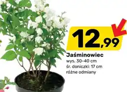 Bricomarche Jaśminowiec oferta