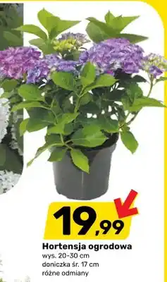 Bricomarche Hortensja ogrodowa oferta