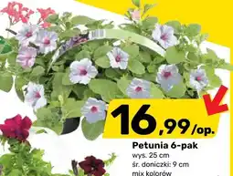 Bricomarche Petunia 6-pak oferta
