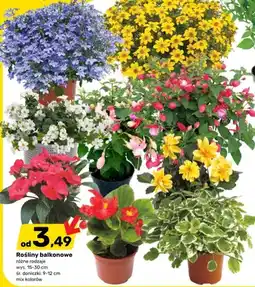 Bricomarche Rośliny balkonowe oferta