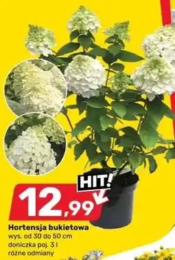 Bricomarche Hortensja bukietowa oferta
