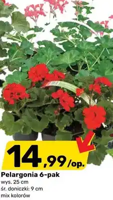 Bricomarche Pelargonia 6-pak oferta