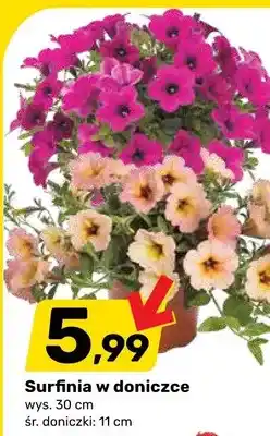 Bricomarche Surfinia w doniczce oferta