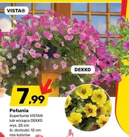 Bricomarche Petunia Superpetunia VISTA lub wisząca DEKKO oferta