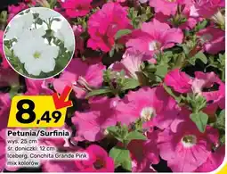 Bricomarche Petunia/Surfinia oferta