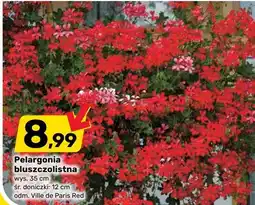 Bricomarche Pelargonia bluszczolistna oferta