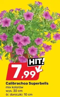 Bricomarche Calibrachoa Superbells oferta