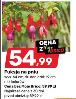 Bricomarche Fuksja na pniu mix kolorów oferta