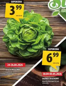 Arhelan Ogórek sałatkowy oferta