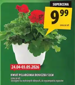 Arhelan Kwiat pelargonia doniczka 12cm oferta