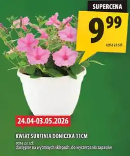 Arhelan Kwiat surfinia doniczka 11cm oferta