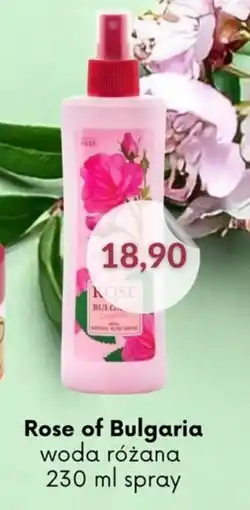 Astor Rose of Bulgaria woda różana oferta