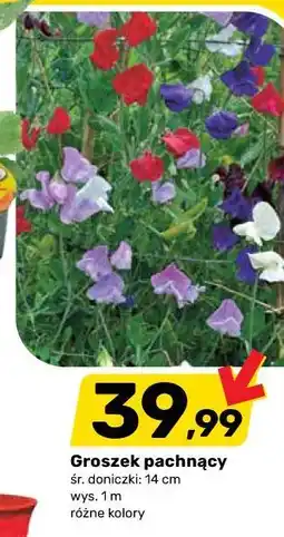 Bricomarche Groszek pachnący śr . doniczki : 14 cm wys . 1m różne kolory oferta