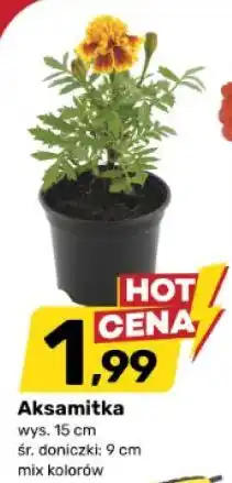 Bricomarche Aksamitka wys. 15 cm śr. doniczki 9 cm mix kolorów oferta