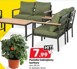 Bricomarche Pomidor koktajlowy karłowy oferta