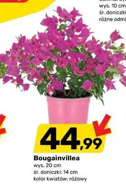Bricomarche Bougainvillea wys . 20 cm śr . doniczki : 14 cm kolor kwiatów : różowy oferta