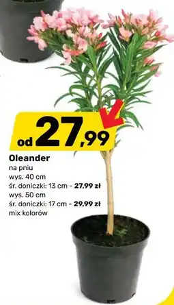 Bricomarche Oleander oferta