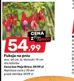 Bricomarche Fuksja na pniu oferta