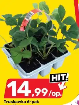 Bricomarche Truskawka 6 - pak wys . 20 cm śr . doniczki : 9 cm oferta
