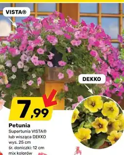 Bricomarche Petunia Supertunia VISTA lub wisząca DEKKO oferta