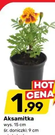 Bricomarche Aksamitka wys. 15 cm śr. doniczki: 9 cm mix kolorów oferta