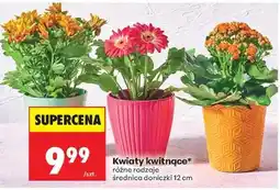 Biedronka Kwiaty kwitnące oferta